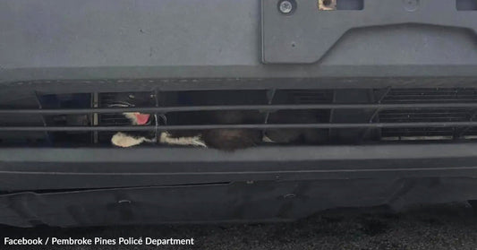 Cat poking its head through the front grille of a vehicle, looking playful.