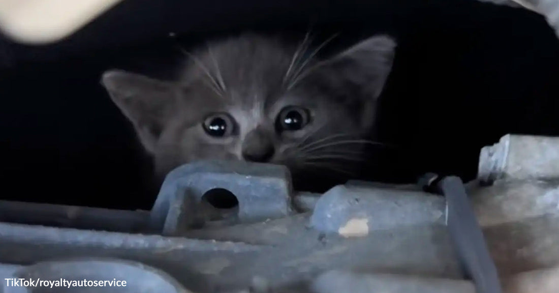 A small gray kitten peers out wide-eyed from inside a car engine compartment.