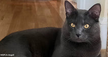 A black cat with yellow eyes lies on a wooden floor indoors, looking directly at the camera.