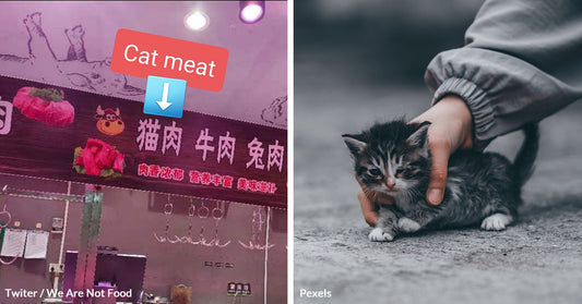 Chinese Police Rescue 1,000 Cats Destined for Slaughterhouse To Be Sold As Pork, Mutton