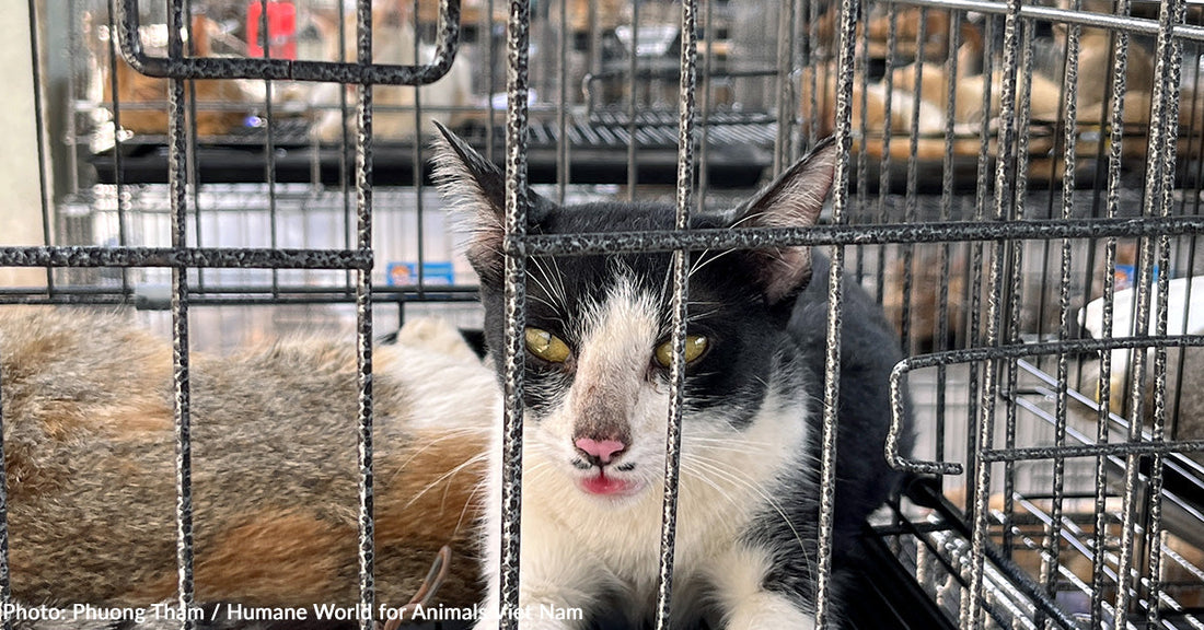 12 Men Arrested for Stealing Thousands of Cats to Sell for Human Consumption in Vietnam