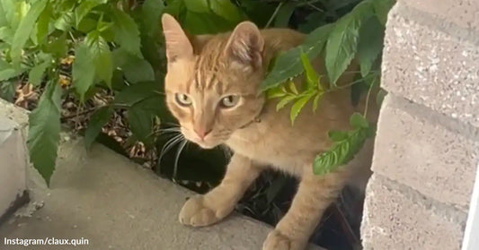 A curious orange cat peeks through wooden blinds into the room.