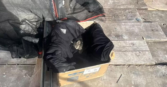 Small kitten nestled inside a cardboard box lined with a black jacket on a weathered wooden surface, with nearby bags and debris suggesting an outdoor setting.