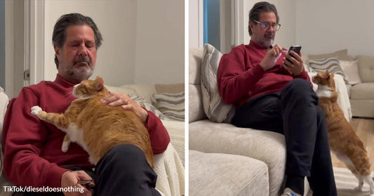 Orange tabby cat sprawled across a man’s lap on a couch, beside a second image of the cat standing up to get his attention while he looks at his phone.