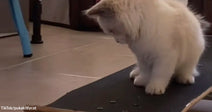 A small white kitten sits on a skateboard, looking down at the board as it rests on a smooth floor.