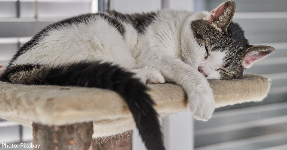 Cat Sleeping Positions And What They Mean