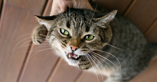 Close-up of a tabby cat with flattened ears and bared teeth, appearing aggressive while being held from above.