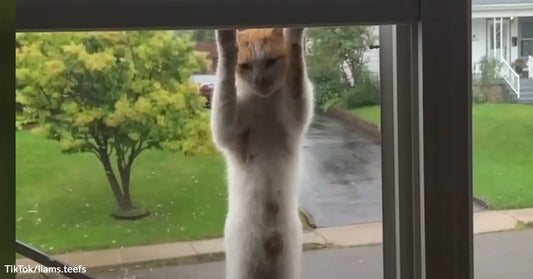 Light-colored cat hanging from the outside of a window screen with its front paws stretched overhead.