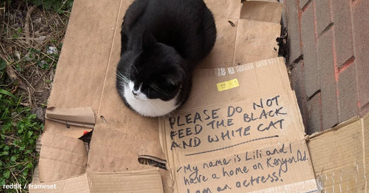 Black and white cat sitting on cardboard with a sign asking not to be fed.