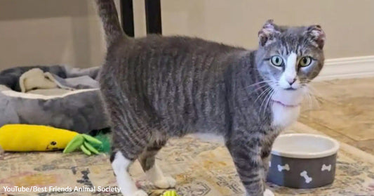 A calico catt with crocheted ears, standing by a food bowl.