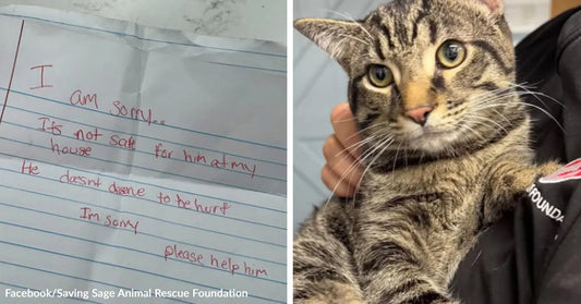Handwritten note apologizing and asking for help for a cat, shown next to a close-up of a tabby cat being held by a rescuer.