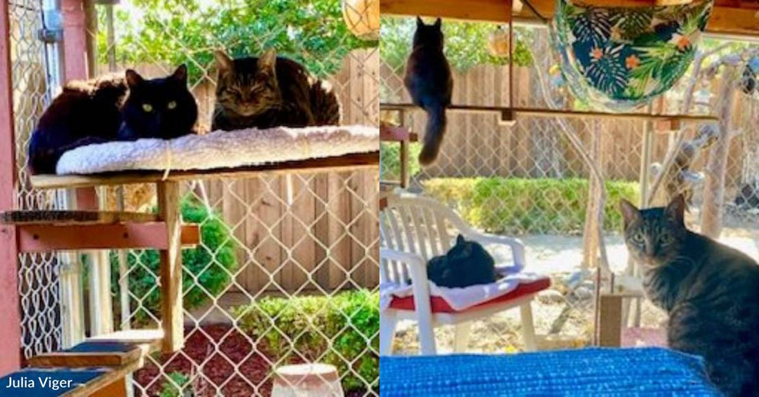 Husband and Wife Build Elaborate Catio, and Their Cats Can't Get Enough of It