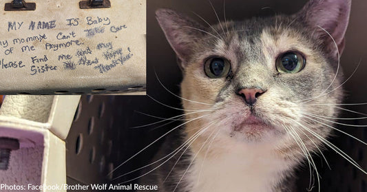 Woman Abandons Cats With Handwritten Note On Carrier At Asheville Shelter