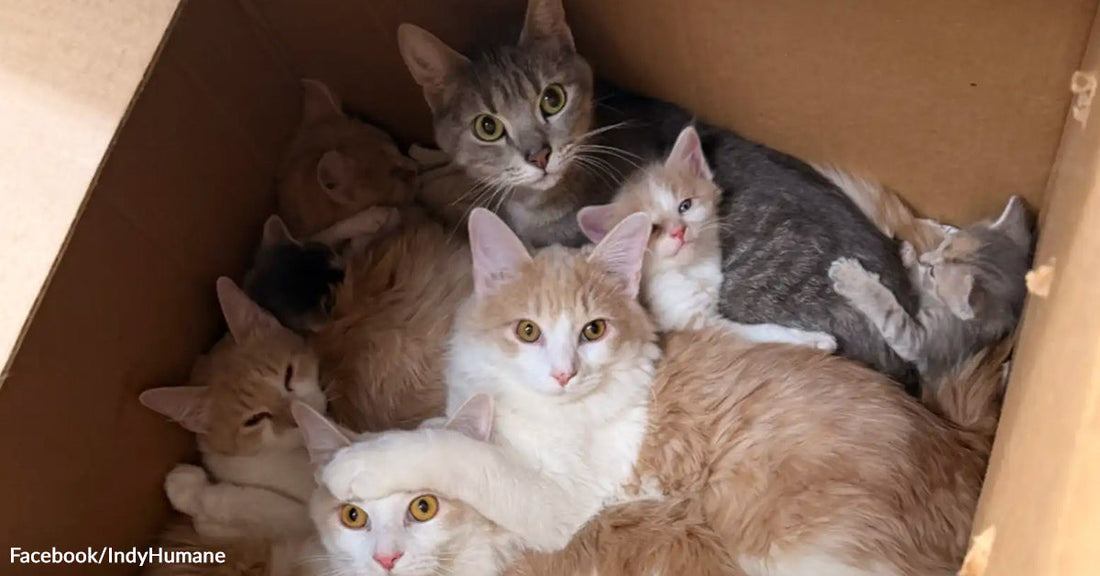 Group of cats and kittens huddled in a worn cardboard box, nestled tightly against one another.