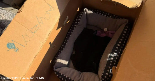 Black cat rests inside a small pet bed placed in a cardboard box under bright sunlight.