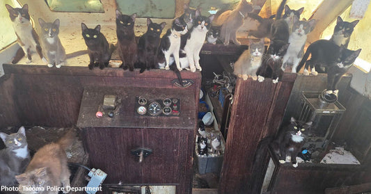 60 Scared and Malnourished Cats Found in "Unsafe Conditions" Inside Abandoned Boat