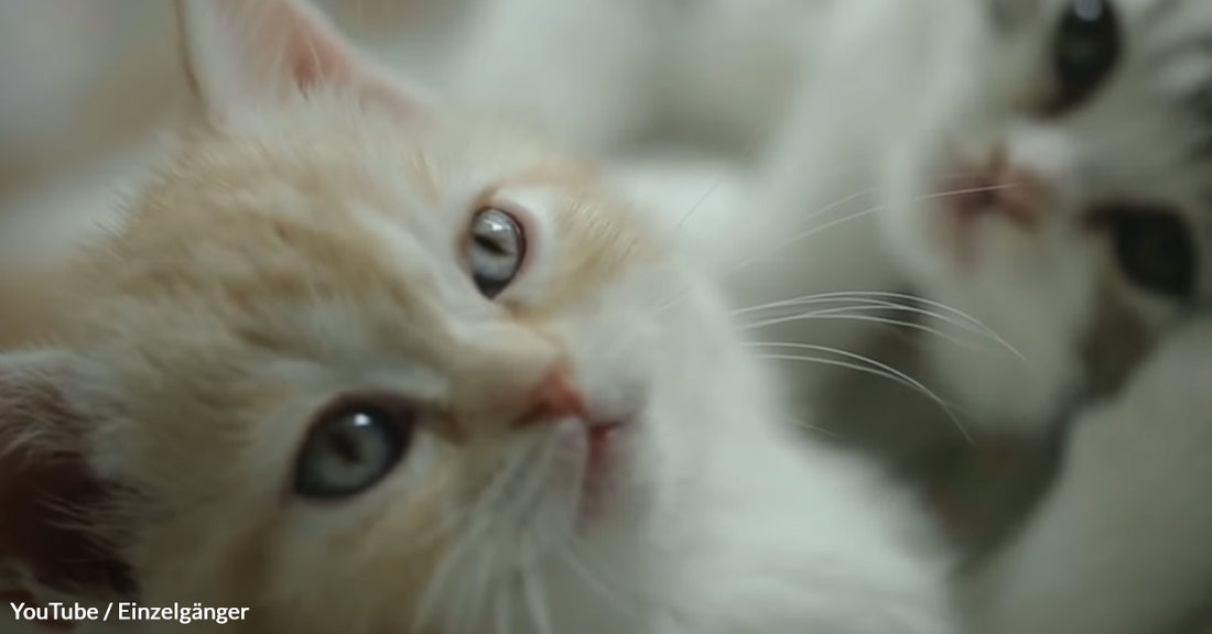 Cats Have Something to Say about Your Happiness – Are You Listening?