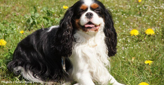 They Were Prescribed as a Cold Treatment, and Other Cavalier King Charles Spaniel Facts