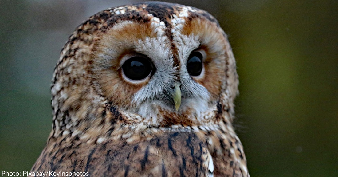 Beloved Central Park Owl Killed In Tragic Accident With Maintenance Vehicle