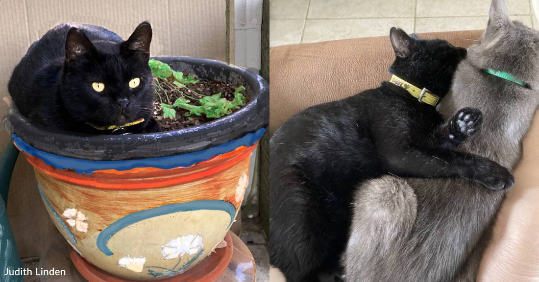 'Vagabond' Cat Makes Friends with Animals and People Throughout His Neighborhood