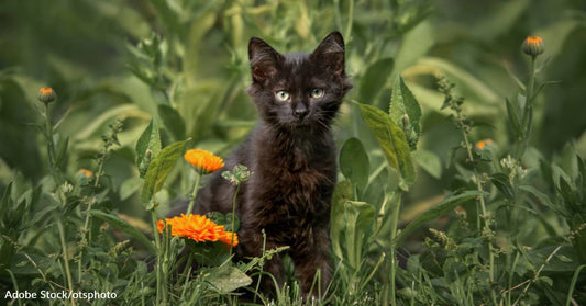 Kitten with Only Two Legs Overcomes Challenges with Help of Foster Family