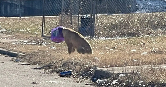 A dog on the side of the road with a bucket stuck on its head.
