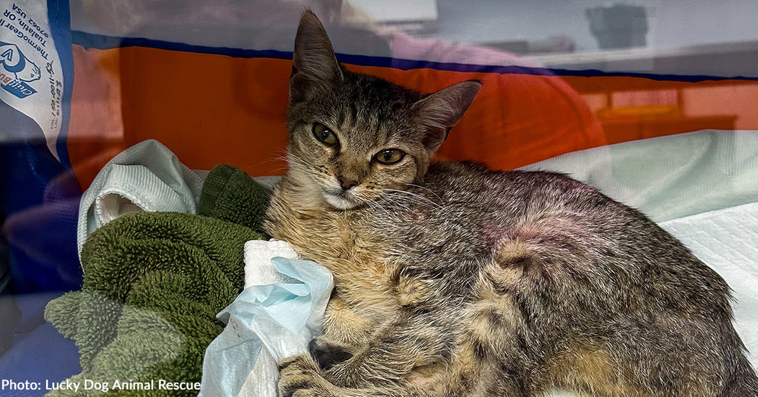 Shelter Cat Evacuated on Flight After Helene Finds Loving Home