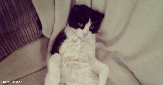 Toddler Bonds Instantly with 'Least Attractive' Cat in the Shelter