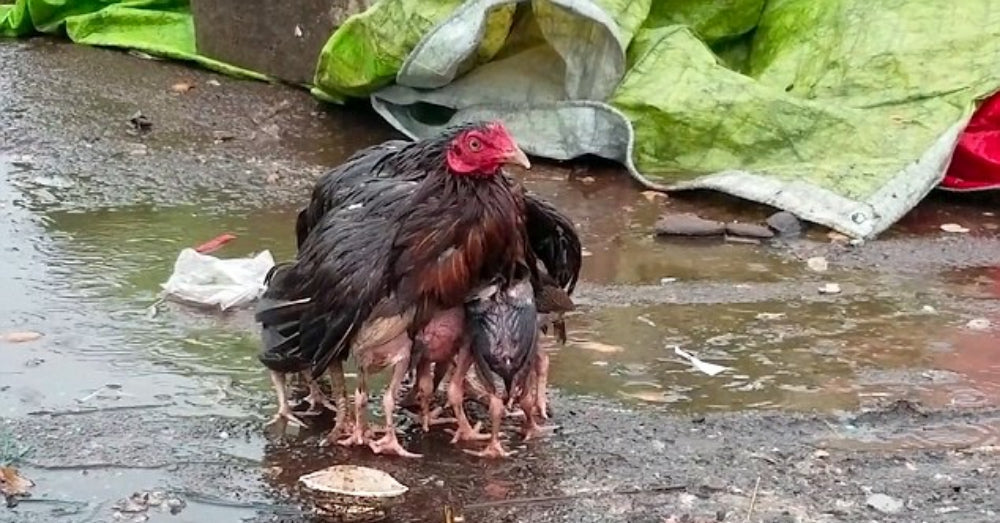 Can You Spot The Reason This Photo Of A Chicken Is Going Viral?