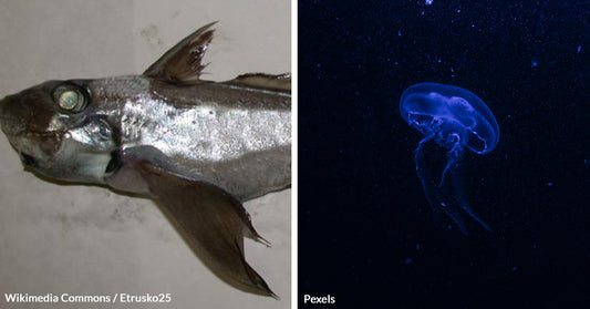 Ghostly Creature of the Deep Unveiled — New Species Emerges from Ocean's Abyss