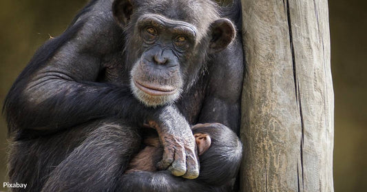 Chimpanzees Drum With Their Own Rhythm, Regional Style