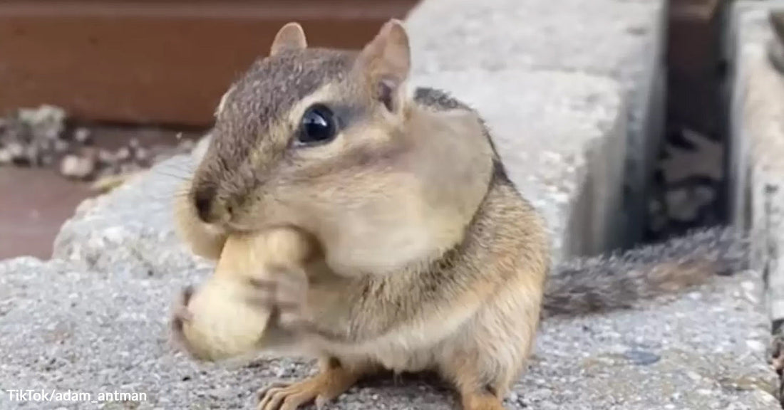 Chipmunk perched on a concrete ledge holds a peanut in its tiny paws, cheeks slightly puffed as it eats.
