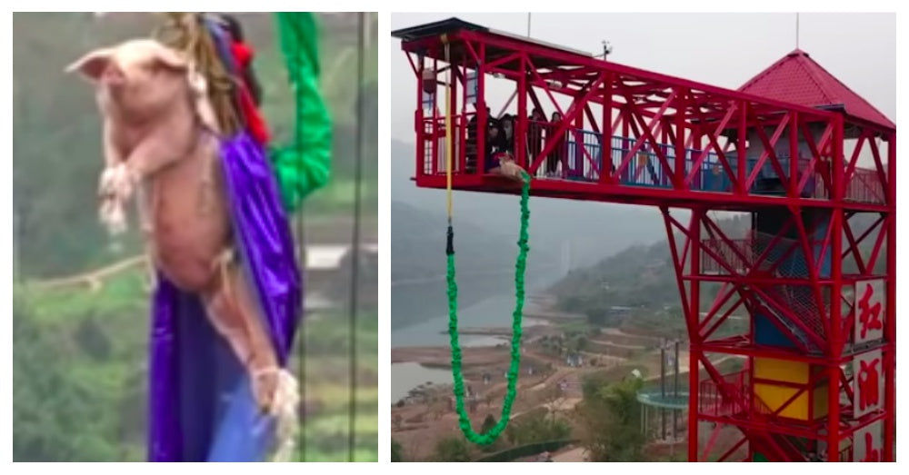 Chinese Theme Park Strapped Live Pig To Bungee Cord And Hurled It Off A 230 Foot Tower To Attract Visitors