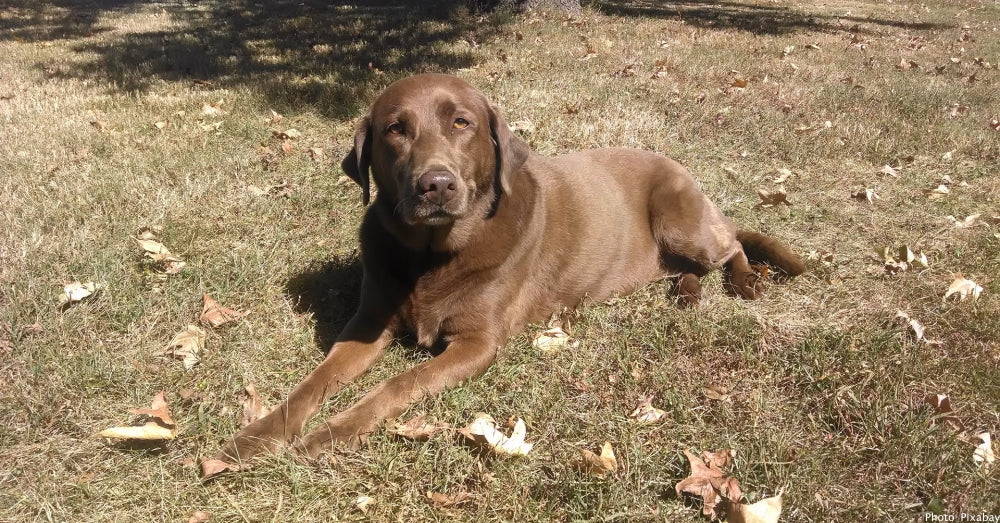 The Waffle House Dog