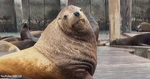 A massive tan sea lion named Chonkers sits upright on a wooden dock among a colony of resting sea lions.