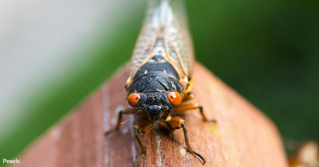 How Cicada Urination Habits Can Shape Our Future and the Planet's Survival