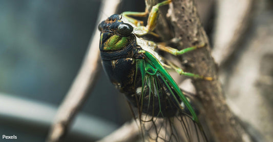 Prepare for the Cicadapocalypse as Nature's Noisiest Insects Emerge