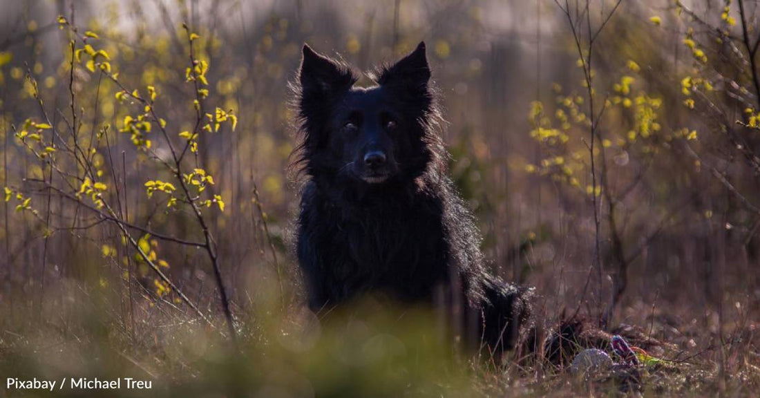 New Rescue Dog is So Much Like Family's Old Dog, It's Uncanny