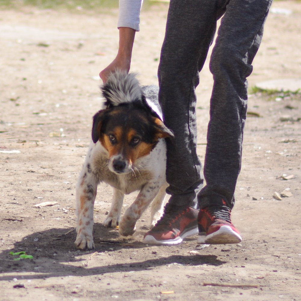 A person in a white long-sleeve shirt bends down to pet a small tricolor dog on a dusty outdoor path.