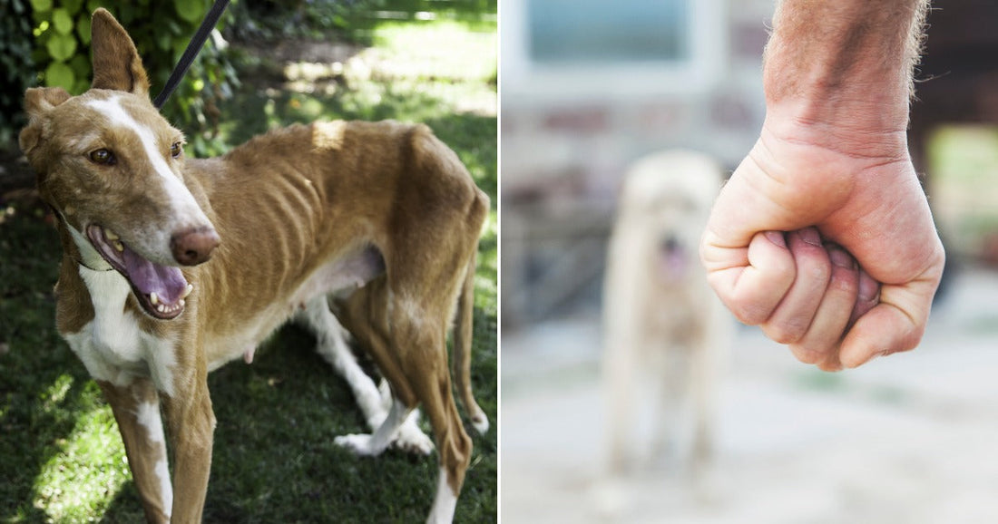 On the left, a lean brown and white dog on a leash stands on grass; on the right, a raised clenched fist with a blurred dog visible in the background.