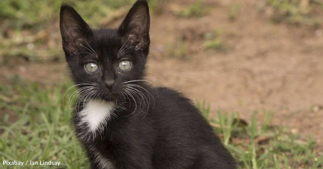 Construction Worker and Motorist Help Rescue Kitten From Busy Road Work Zone