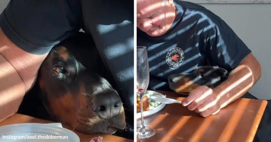 Split image of a Doberman pressing its face against a person at a dining table, then resting its head on an older man’s lap beside a plate.
