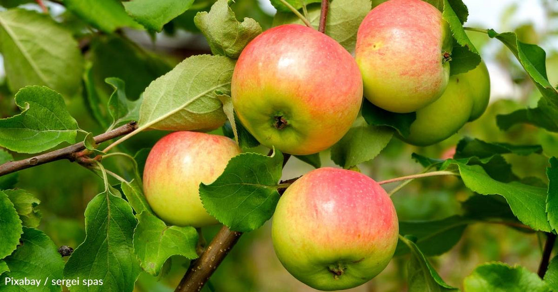 That 'Apple a Day to Keep the Doctor Away' May Be Harder to Produce as Planet Warms