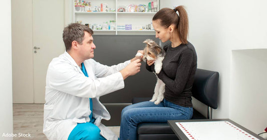 Clinic Combines Veterinary Care with Health Care for Homeless Patients