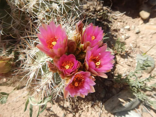 Rare New Mexico Cactus Faces Extinction as Oil Drilling Pressures Mount