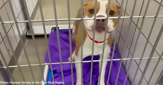 Colorado Shelter Dogs Take Comfort in Donated Blankets as They Wait for Forever Homes