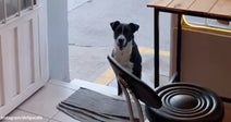 Black-and-white dog stands just outside the open entrance of a café, looking inside past chairs and a table.