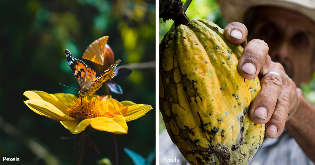 Dwindling Pollinator Populations Threaten Coffee and Cocoa Production