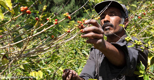 Scientific Studies Predict Coffee Could Go Extinct By 2080