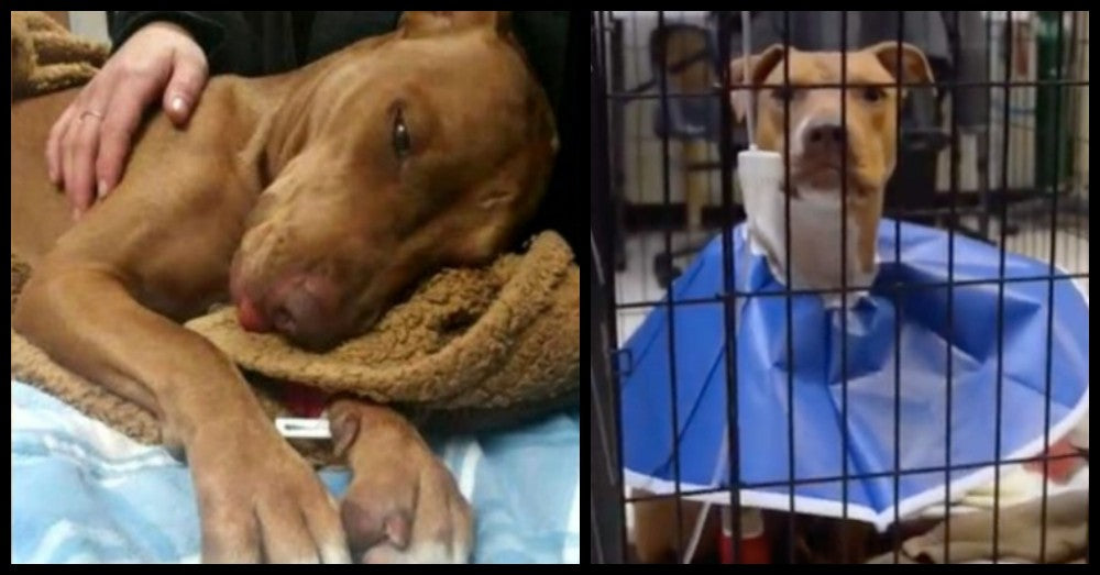 Rescuers Rushed To Save Dog That Neighborhood Kids Drugged